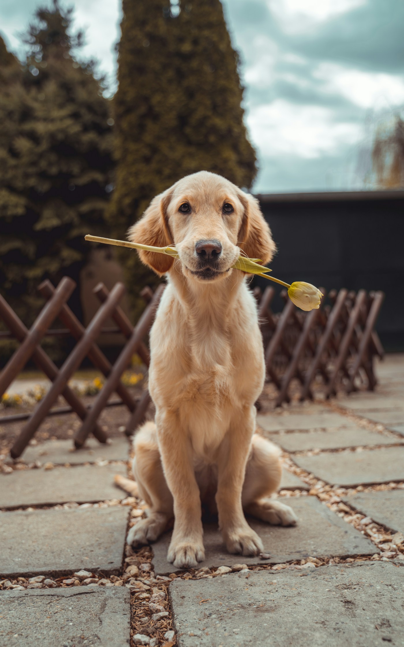 Golden retriever in warm natural light